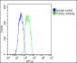 PABPC3 Antibody (N-Term)